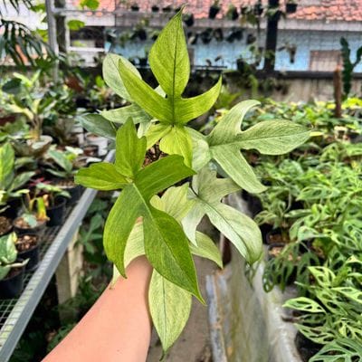 Philodendron Florida Ghost Mint