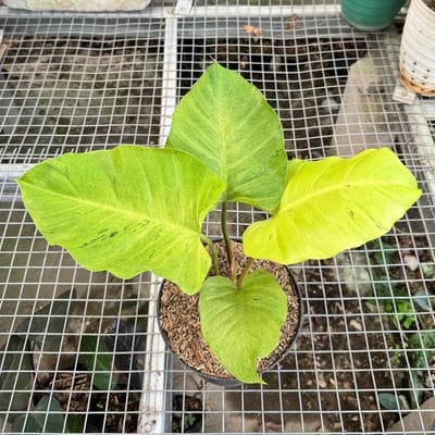 Philodendron Jungle Fever Mint