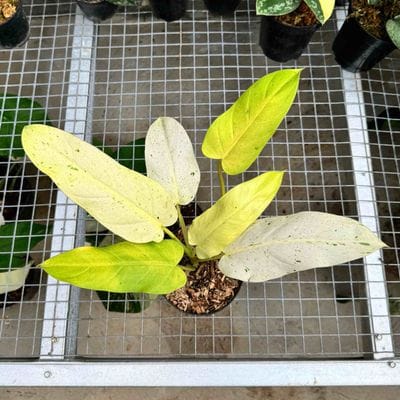Philodendron Wipple Way White