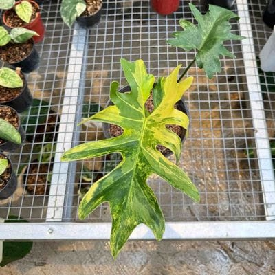 Philodendron Selloum Variegated