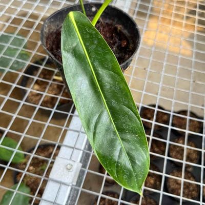 Philodendron Patriciae