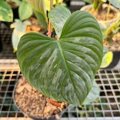Philodendron Plowmanii