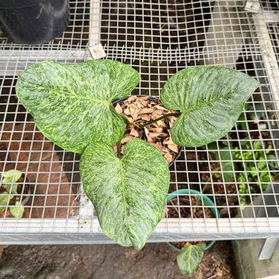 Philodendron Sodiroi Variegated