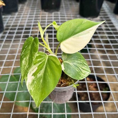Philodendron Haderaceum Albo Variegated