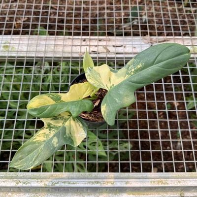 Philodendron Bipennifolium Violin Variegated