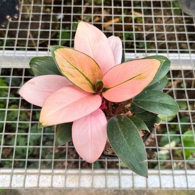Philodendron Pink Congo