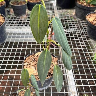 Philodendron Gigas