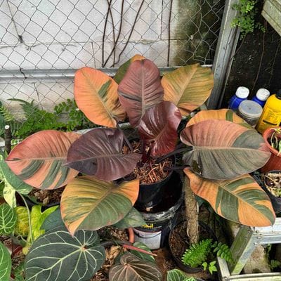 Mother Plants Philodendron Black Cardinal Variegated