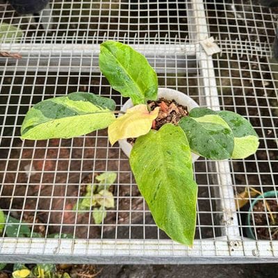 Philodendron Jungle Fever Variegated