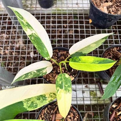 Philodendron Domesticum Variegated