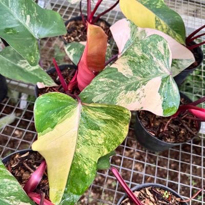 Philodendron Strawberry Shake