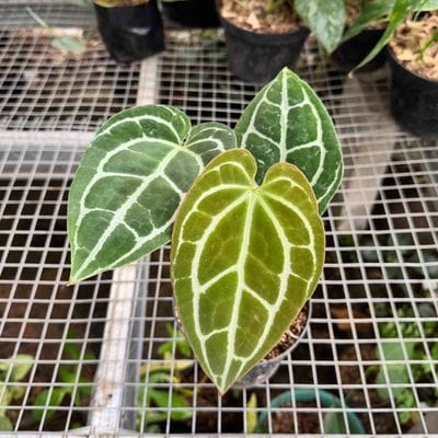 Anthurium Minahasa