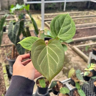 Anthurium King Of Spades HU (Medium)