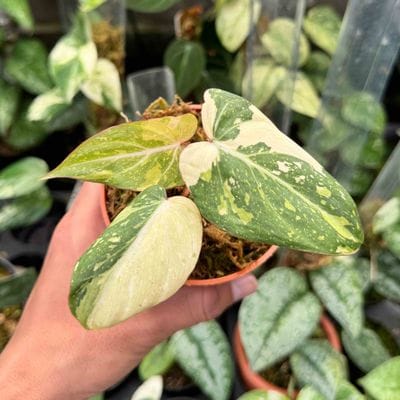 Philodendron Gloriosum Variegated Tricolor (Small Up)