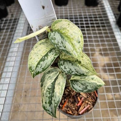 Scindapsus Exotica Peasun