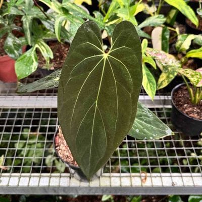 Anthurium Blue Papillilaminum