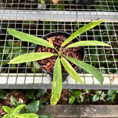 Anthurium Vittarifolium Variegated (Long Leaves)