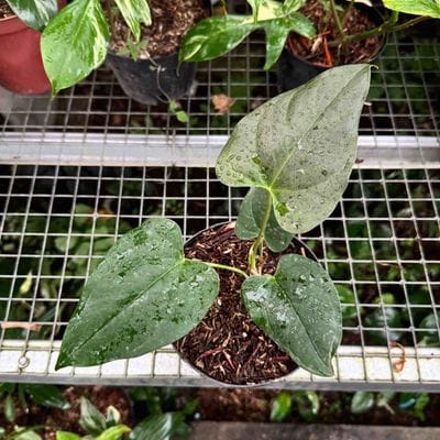Anthurium Chamberlaini