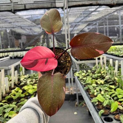 Philodendron Persimmon Princess