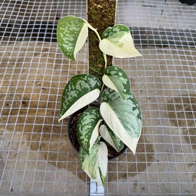 Scindapsus Exotica Simbara