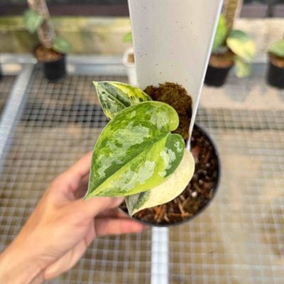 Scindapsus Bakudapati Variegated