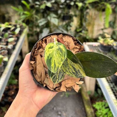 Scindapsus Treubii Dark Form Variegated