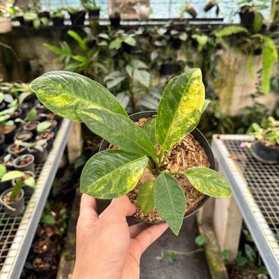 Anthurium Jenmanii Variegated