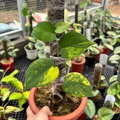 Scindapsus Kalimantaru