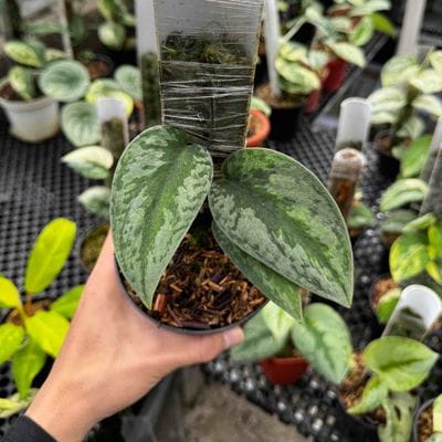 Scindapsus Kapuas Dark Leaf Variegated Green On Green