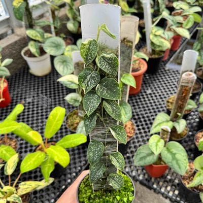 Scindapsus Dark Argyraeus Variegated Albo