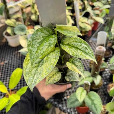 Scindapsus Geulis Tricolor Mutations