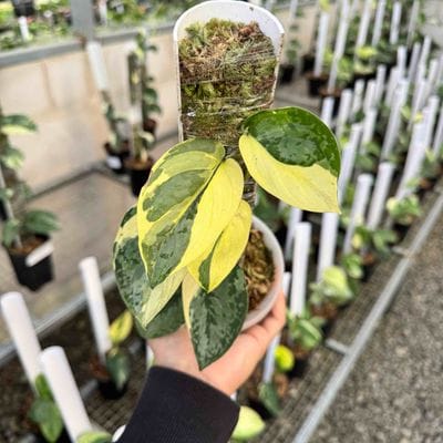 Scindapsus White Diamond