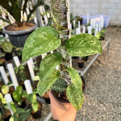 Scindapsus Blue Sky