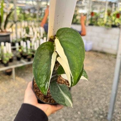 Scindapsus Noid
