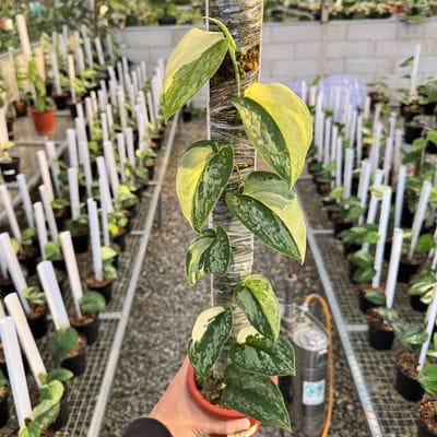 Scindapsus Exotica Salaka