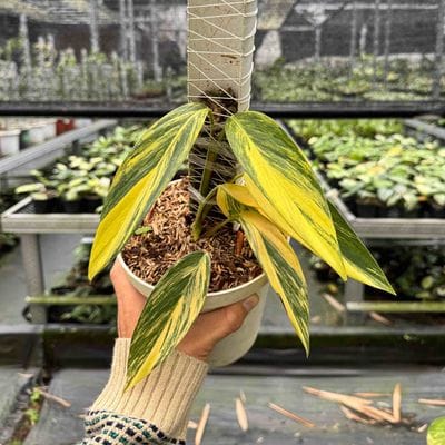 Scindapsus Rupestris Aurea