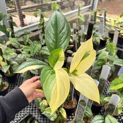 Scindapsus Officinalis Variegated