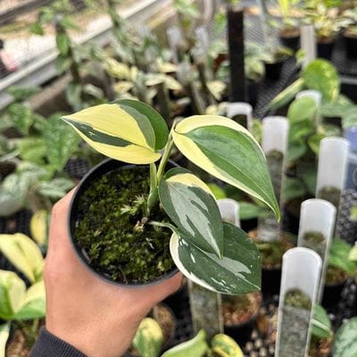 Scindapsus Blue Albo Thailand