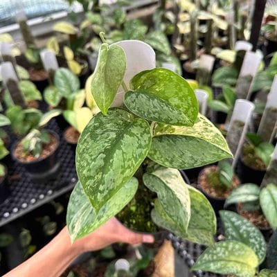 Scindapsus Exotica Salaka Tricolor