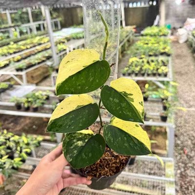 Scindapsus Dark Argyraeus Variegated Aurea