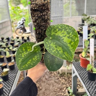 Scindapsus Macan