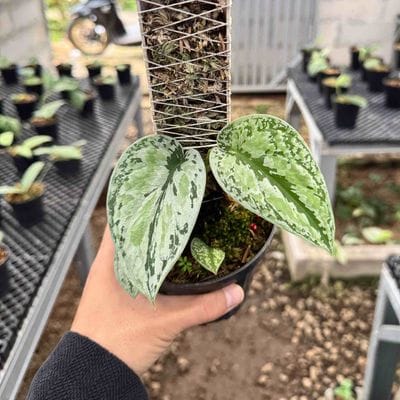 Scindapsus Tricolor Silver Platinum (Best Choice)