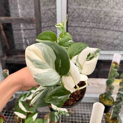 Scindapsus Treubii Moonlight Albo