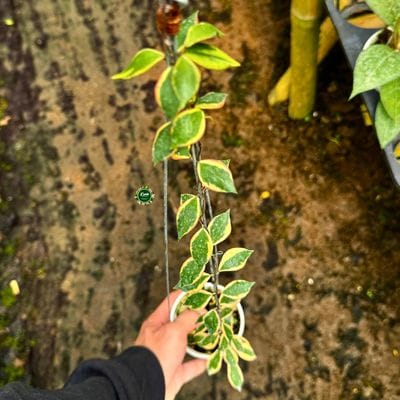 Hoya Bakoensis Albomarginata