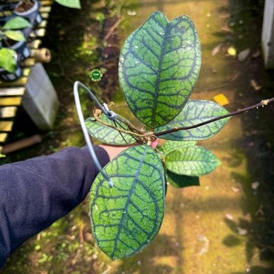 Hoya Callistophylla SP Sekadau