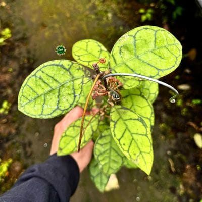 Hoya Callistophylla Turtle House