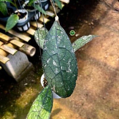 Hoya Clemensiorum Aceh Jurassica