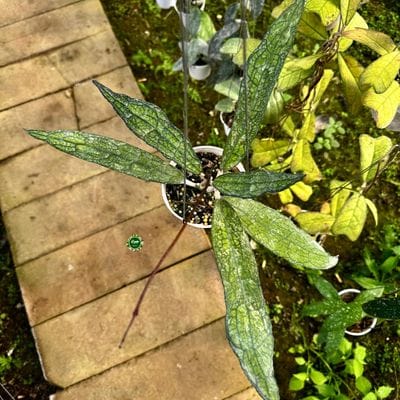 Hoya Clemensiorum Phyton