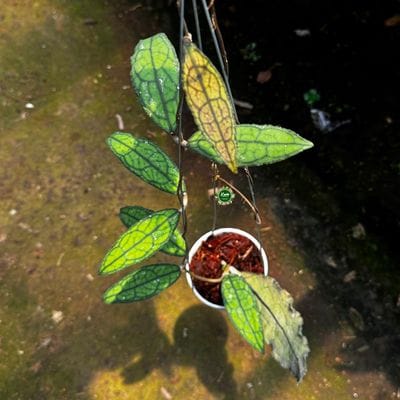Hoya Clemensiorum Venasi Purple