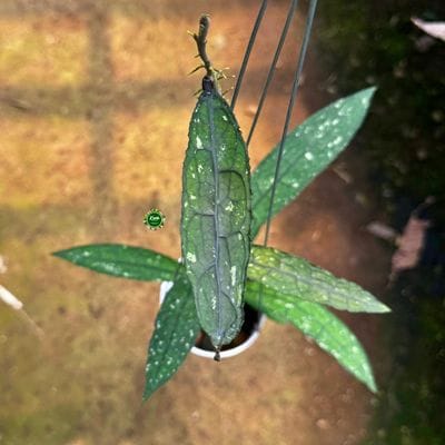 Hoya Clemensiorum Phyton